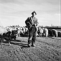 La transumanza. Foto di Vittorio Tosato anni cinquanta (Piero Melloni)